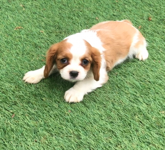 comprar cachorros sanos, baratos y asequibles para la venta